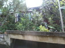 ３日目　タイ・バンコク旅行　ダムナンサドゥアクの水上マーケット