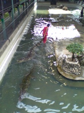 コピー ～ 3日目　タイ・バンコク旅行　サンプラーン・エレファント動物園