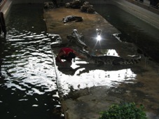 コピー ～ 3日目　タイ・バンコク旅行　サンプラーン・エレファント動物園