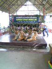コピー ～ 3日目　タイ・バンコク旅行　サンプラーン・エレファント動物園