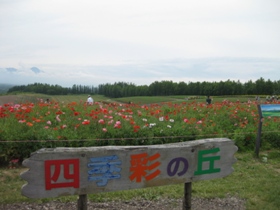 美瑛　「四季彩の丘」