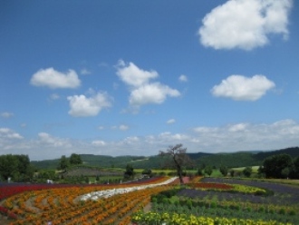 美瑛　「ぜるぶの丘」