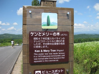美瑛　パッチワークの丘　「ケンとメリーの木」