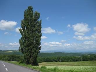 美瑛　パッチワークの丘　「ケンとメリーの木」