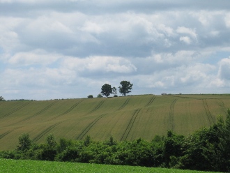 美瑛　パッチワークの丘　「親子の木」
