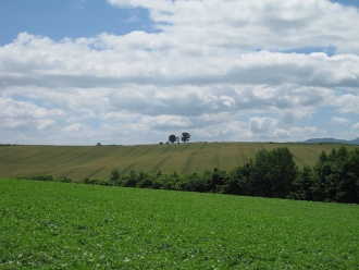 美瑛　パッチワークの丘　「親子の木」
