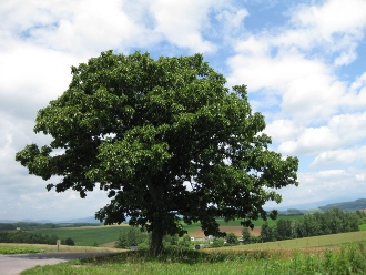 美瑛　パッチワークの丘　「セブンスターの木」