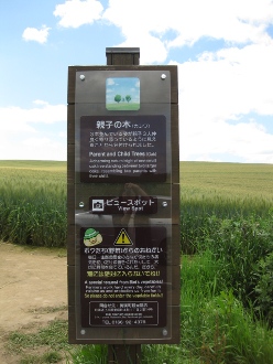 美瑛　パッチワークの丘　「親子の木」