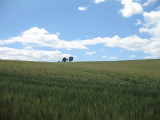 美瑛　パッチワークの丘　「親子の木」