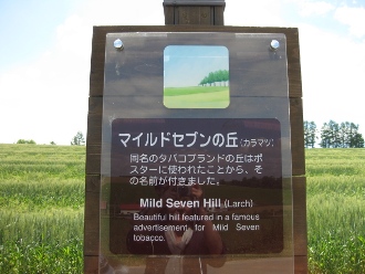 美瑛　パッチワークの丘　「マイルドセブンの丘」