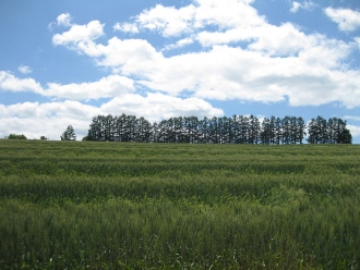 美瑛　パッチワークの丘　「マイルドセブンの丘」