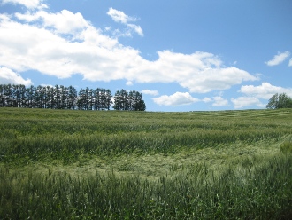 美瑛　パッチワークの丘　「マイルドセブンの丘」