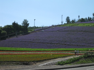 中富良野　町営ラベンダー園　