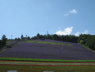 中富良野　町営ラベンダー園　