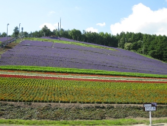中富良野　町営ラベンダー園