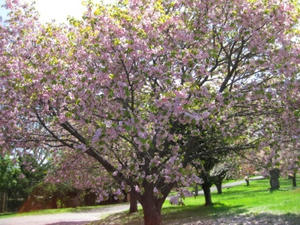 2013.05.26　『道の駅　ＹＯＵ・遊・もり』オニウシ公園　桜