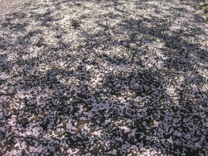 2013.05.26　『道の駅　ＹＯＵ・遊・もり』オニウシ公園　桜