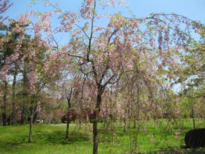 2013.05.26　『道の駅　ＹＯＵ・遊・もり』オニウシ公園　桜