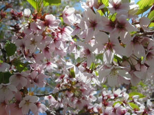 2013.05.26　『道の駅　ＹＯＵ・遊・もり』オニウシ公園　大島桜