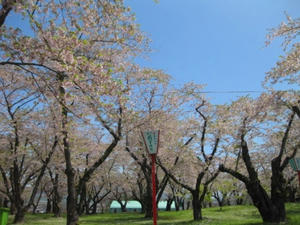 2013.05.26　青葉ヶ丘公園　桜