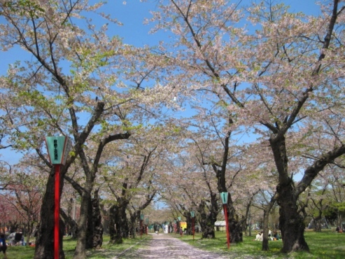 2013.05.26　青葉ヶ丘公園　桜