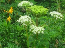 セリ科の植物