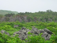 利尻島　ウミネコのコロニー