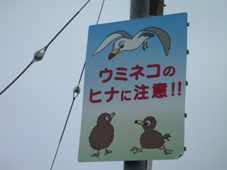 利尻島　ウミネコのヒナに注意！！ （標識）