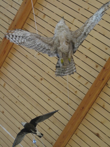 糠平温泉郷「ひがし大雪自然館」鳥の剥製