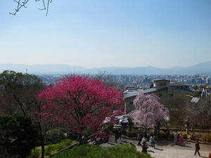 京都　清水寺に咲く梅と桜