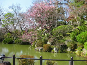 清水寺にある池と桜