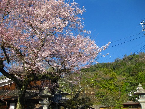 京都　哲学の道に咲く桜