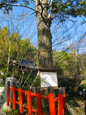 熊野若王子神社の樹齢４００年の梛のご神木