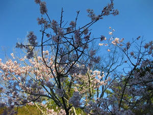 京都　南禅寺　桜