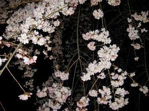 京都　二条城ライトアップ