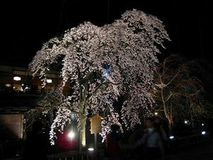 京都　祇園　白川南通り　ライトアップ