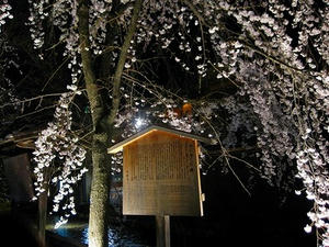 京都　祇園　白川南通り　ライトアップ