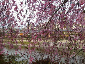 京都　川端通り　鴨川沿いの紅枝垂れ桜