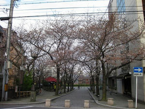 京都　祇園　白川南通り