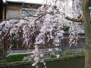 京都　祇園　白川南通り