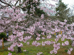 京都　円山公園の桜