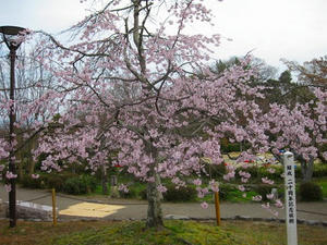 京都　円山公園の桜