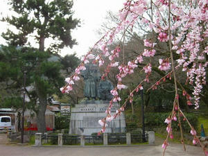 京都　円山公園の桜