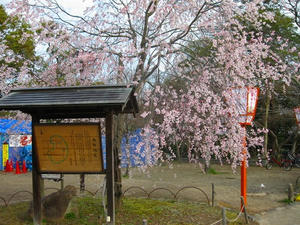 京都　円山公園の桜
