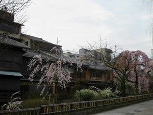 京都　祇園　白川南通り