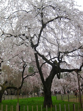 京都　京都御所