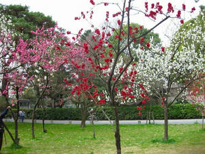 京都　京都御苑の桃林