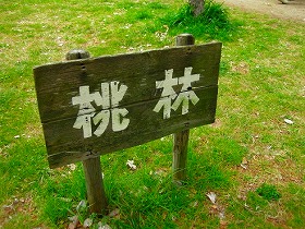 京都　京都御苑の桃林