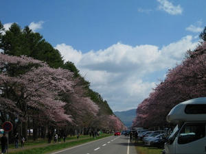 静内二十間道路桜並木