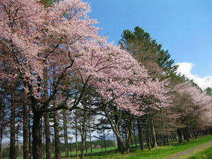 静内二十間道路桜並木